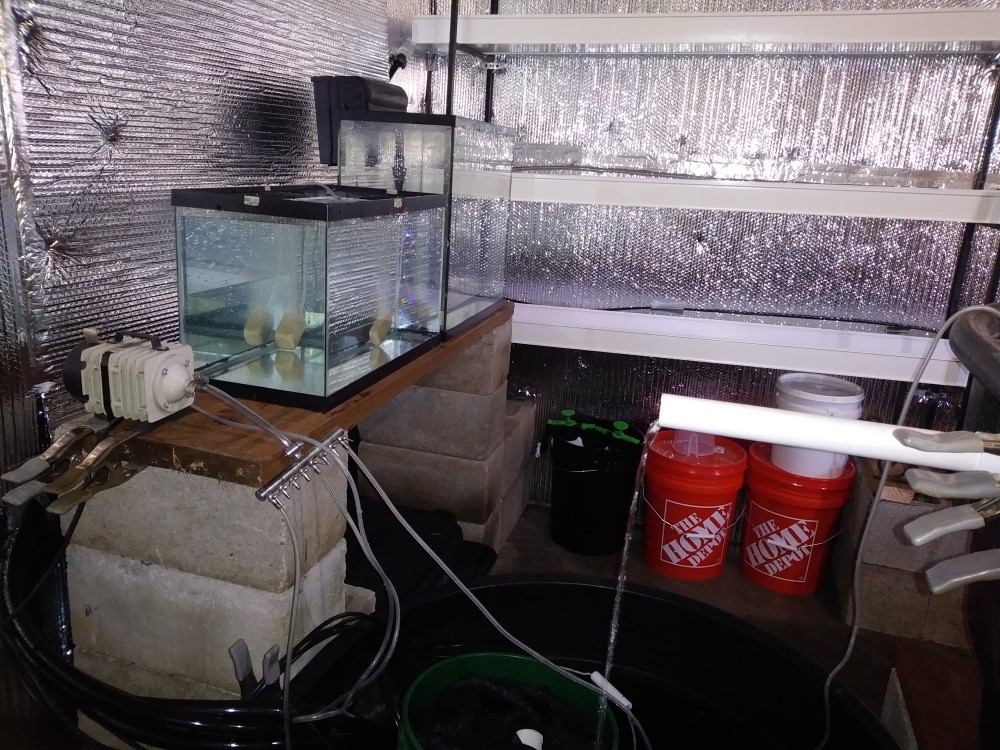 aquaponics fish tank14