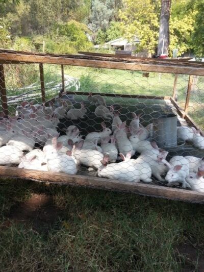 How To Feed Meat Rabbits When The Feed Store Is Sold Out of Rabbit