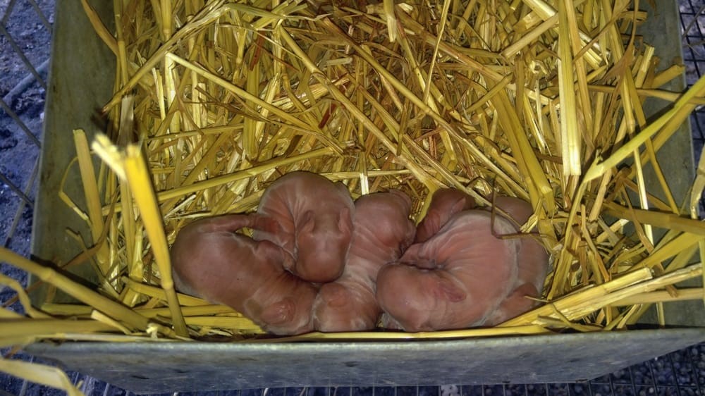 How To Keep Baby Rabbits Warm? - KC's Tiny Urban Farm ...