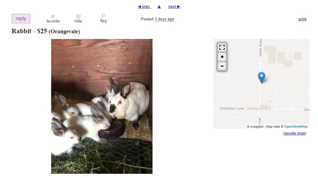 Meat Rabbits For Sale Craigslist