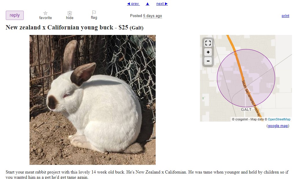 meat rabbit for sale near me