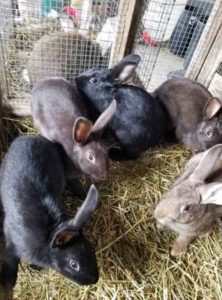 Meat rabbits - $10 (64465) - KC's Tiny Urban Farm formerly Penryn