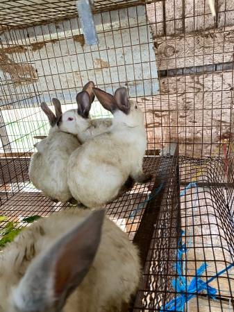 meat rabbits for sale galt - kc's tiny urban farm