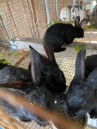 meat rabbits for sale galt - kc's tiny urban farm