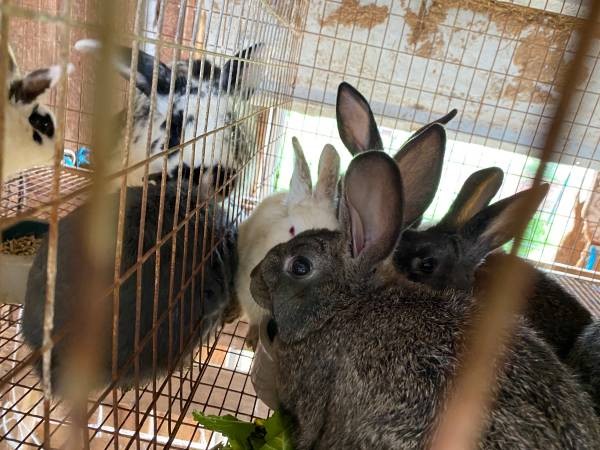 meat rabbits for sale galt - kc's tiny urban farm