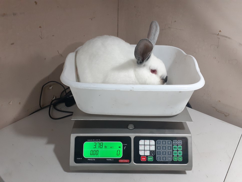 How To Sell Rabbits On Facebook