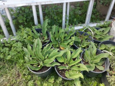 comfrey