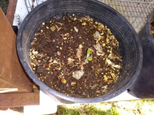 comfrey