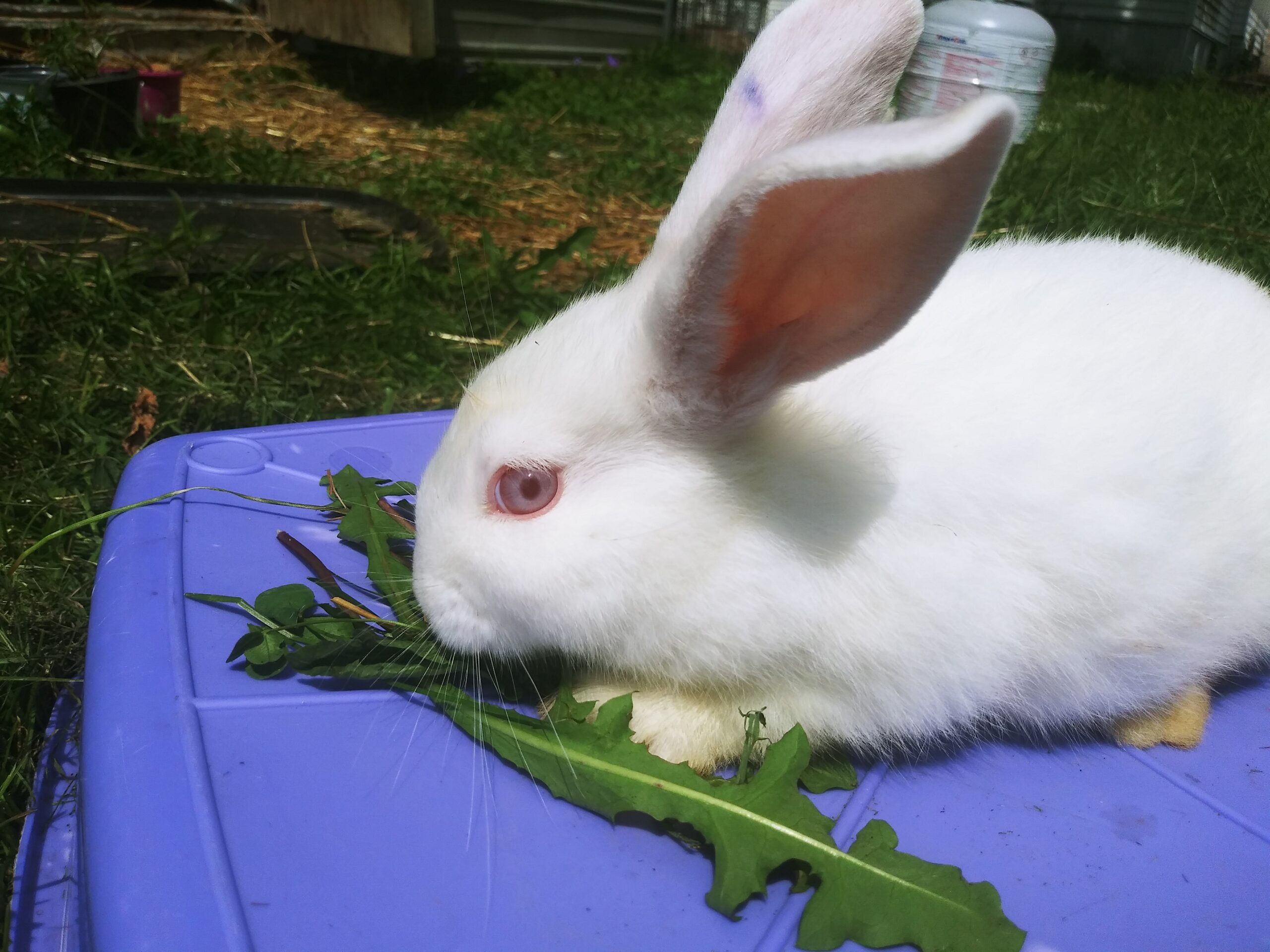 Raising Meat Pen Rabbits Your Guide To Sustainable And Affordable Meat Production At Home