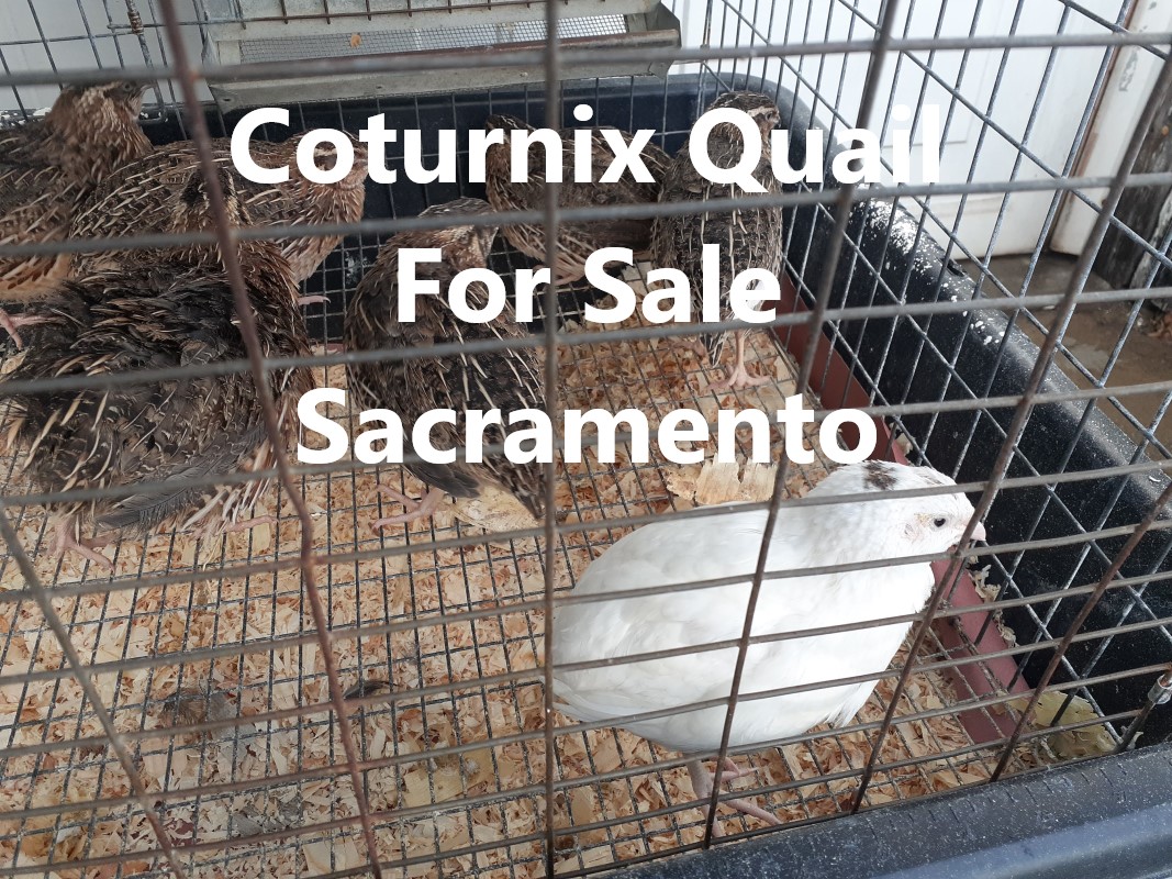 Coturnix Quail For Sale Sacramento