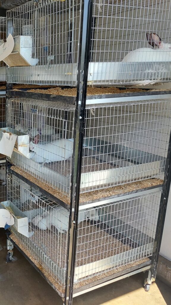 wire rabbit cage for sale