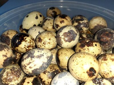 Coturnix quail eggs
