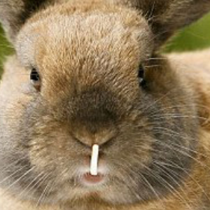 rabbits with overgrow teeth