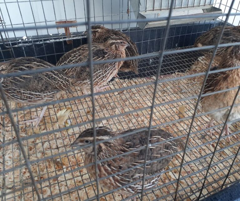 Adult Jumbo Coturnix Quail - KC's Tiny Urban Farm