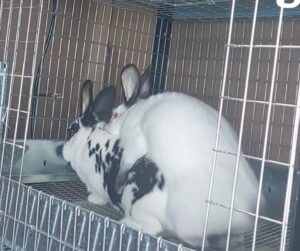 breeding meat rabbits for the table