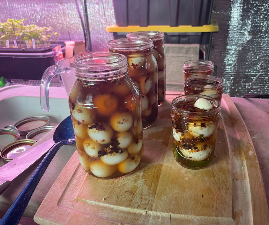 pickled quail eggs for sale
